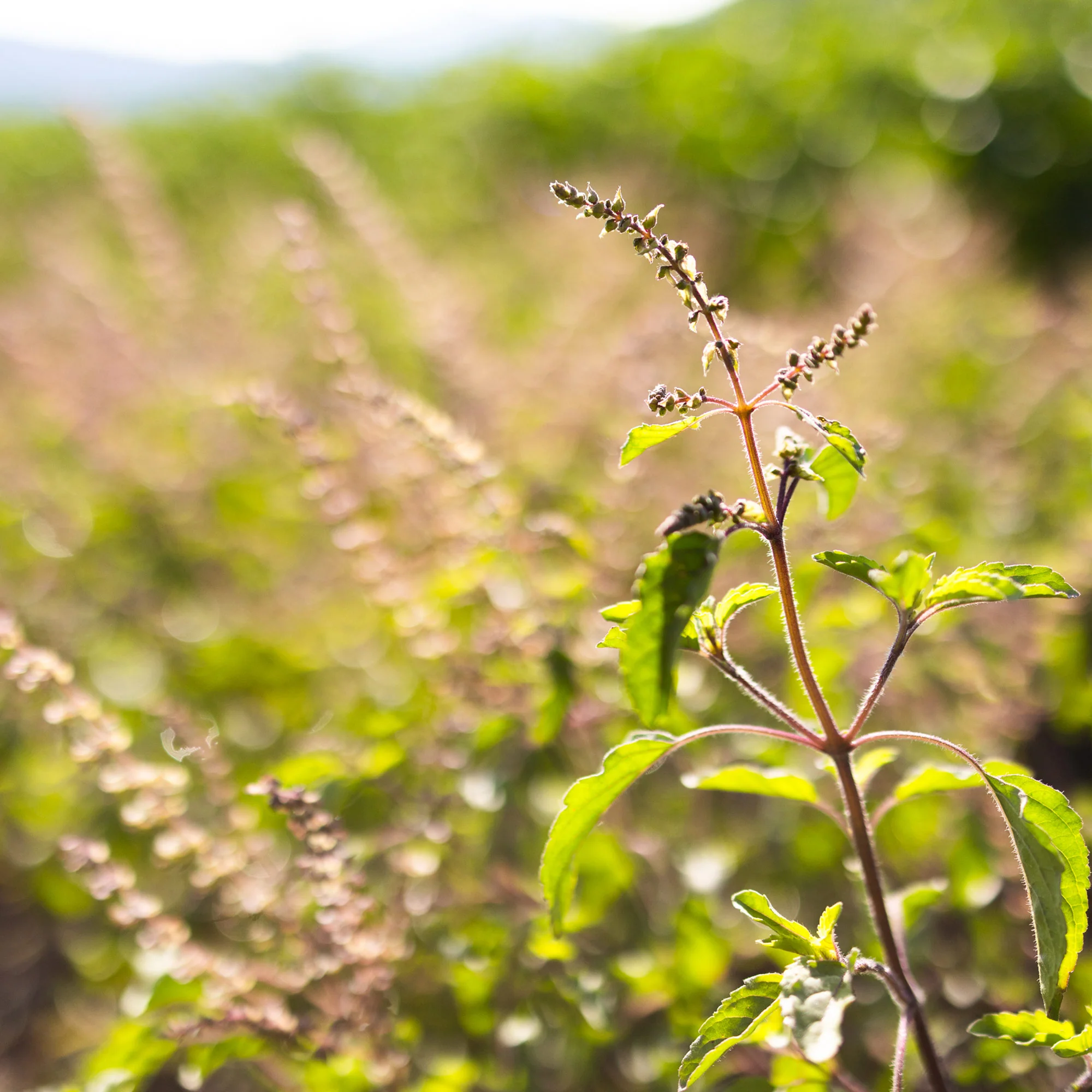 Earthy Ritual Tulsi™ - Image 6