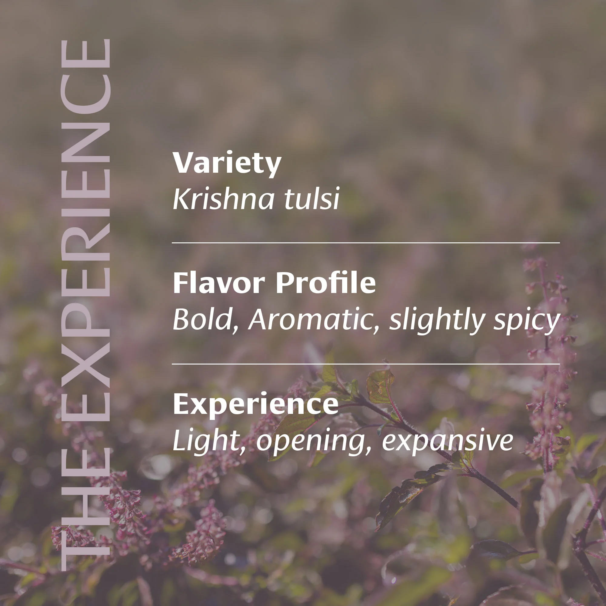 Ethereal Ritual Tulsi™ - Image 4