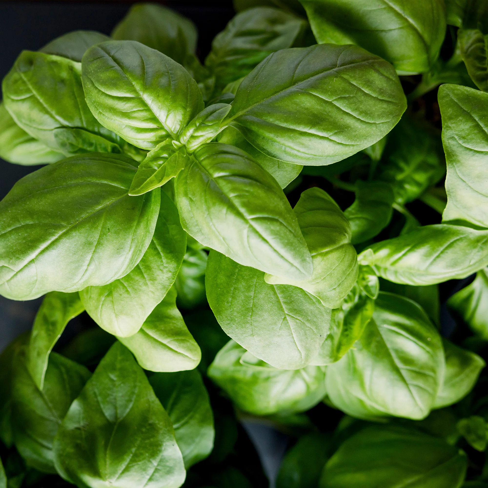 Organic Basil Seeds
