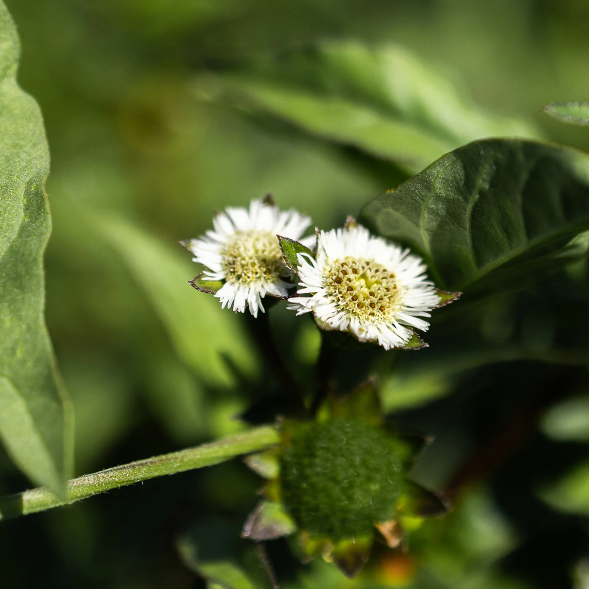 Organic Bhringaraj Seeds