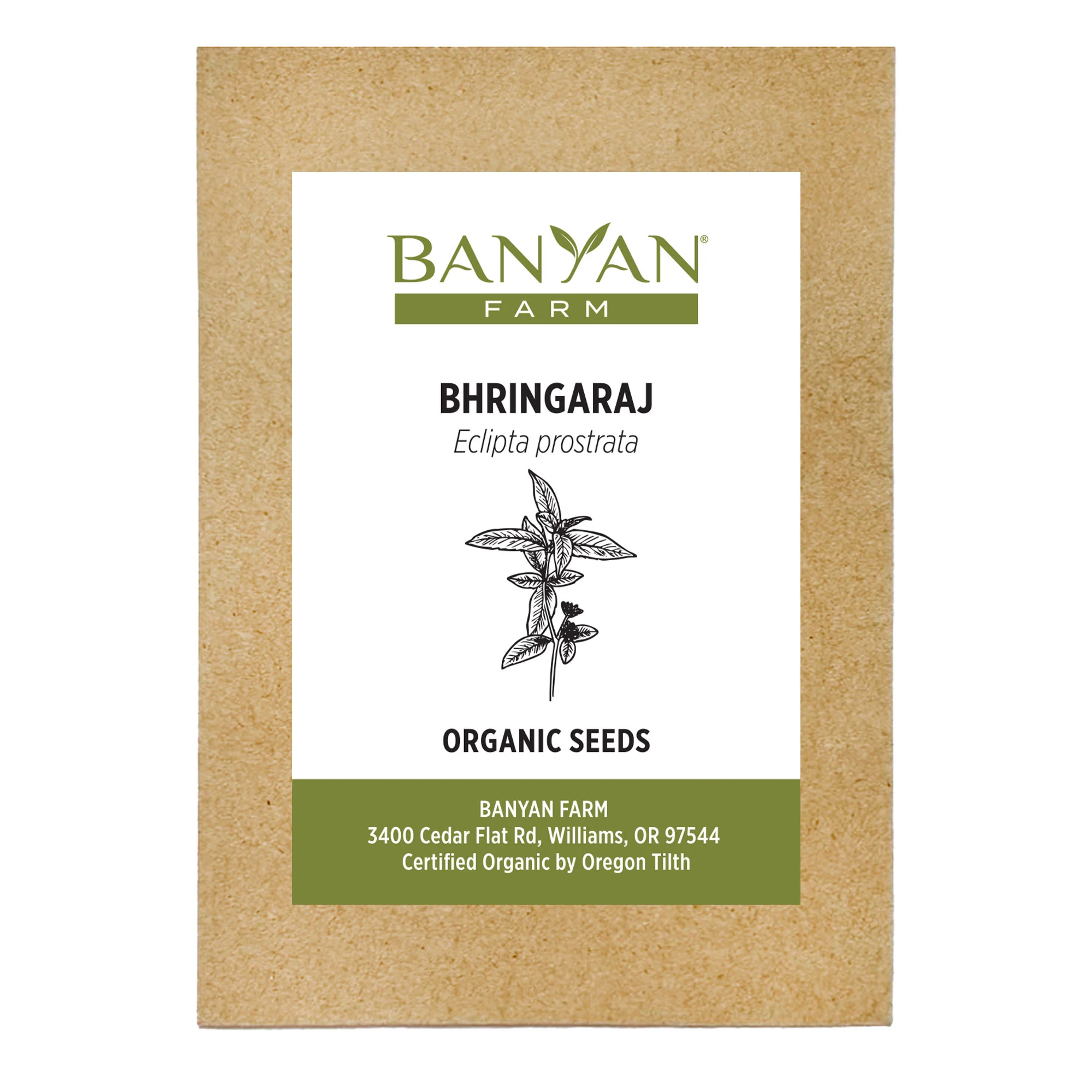 Organic Bhringaraj Seeds - Image 2