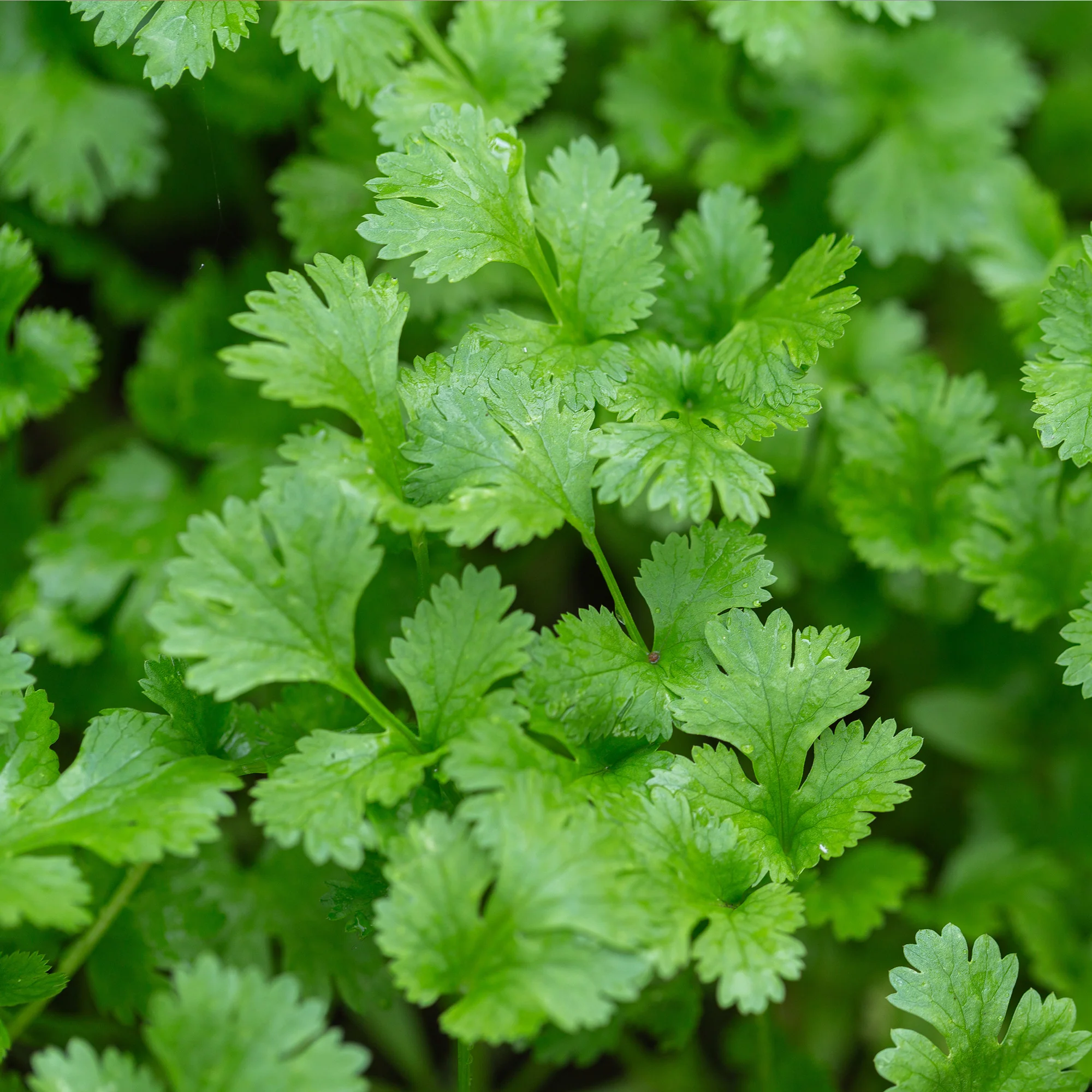 Organic Cilantro Seeds