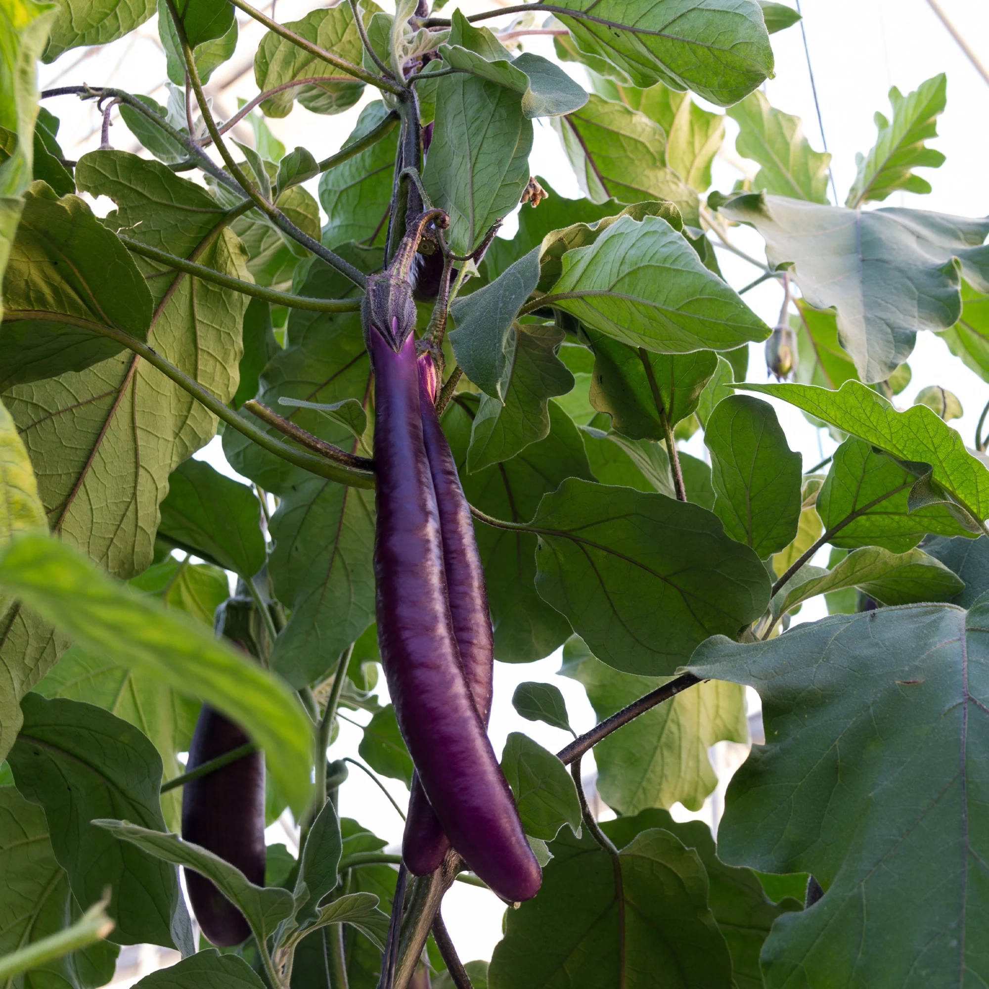 Organic Eggplant Seeds
