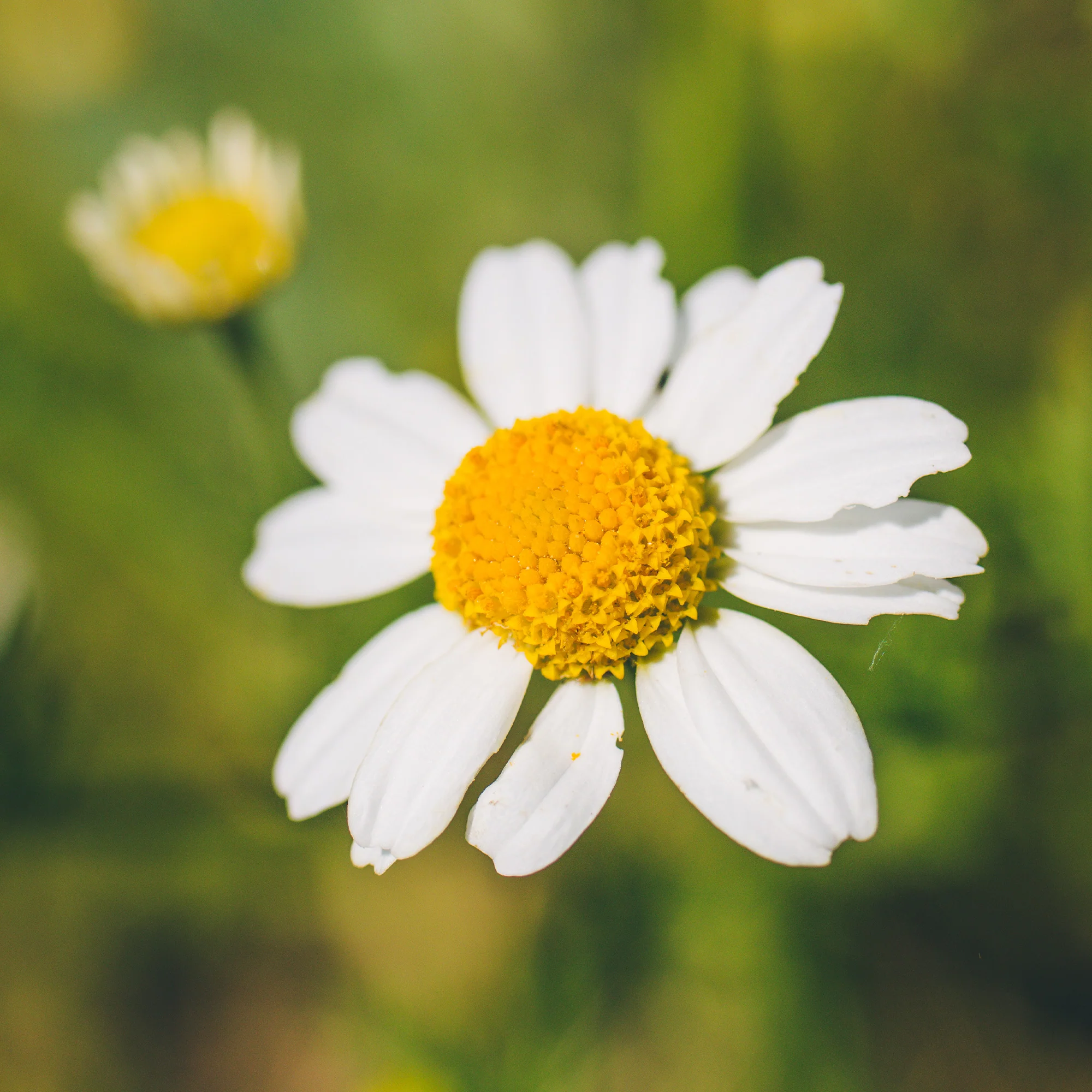 Organic German Chamomile Seeds