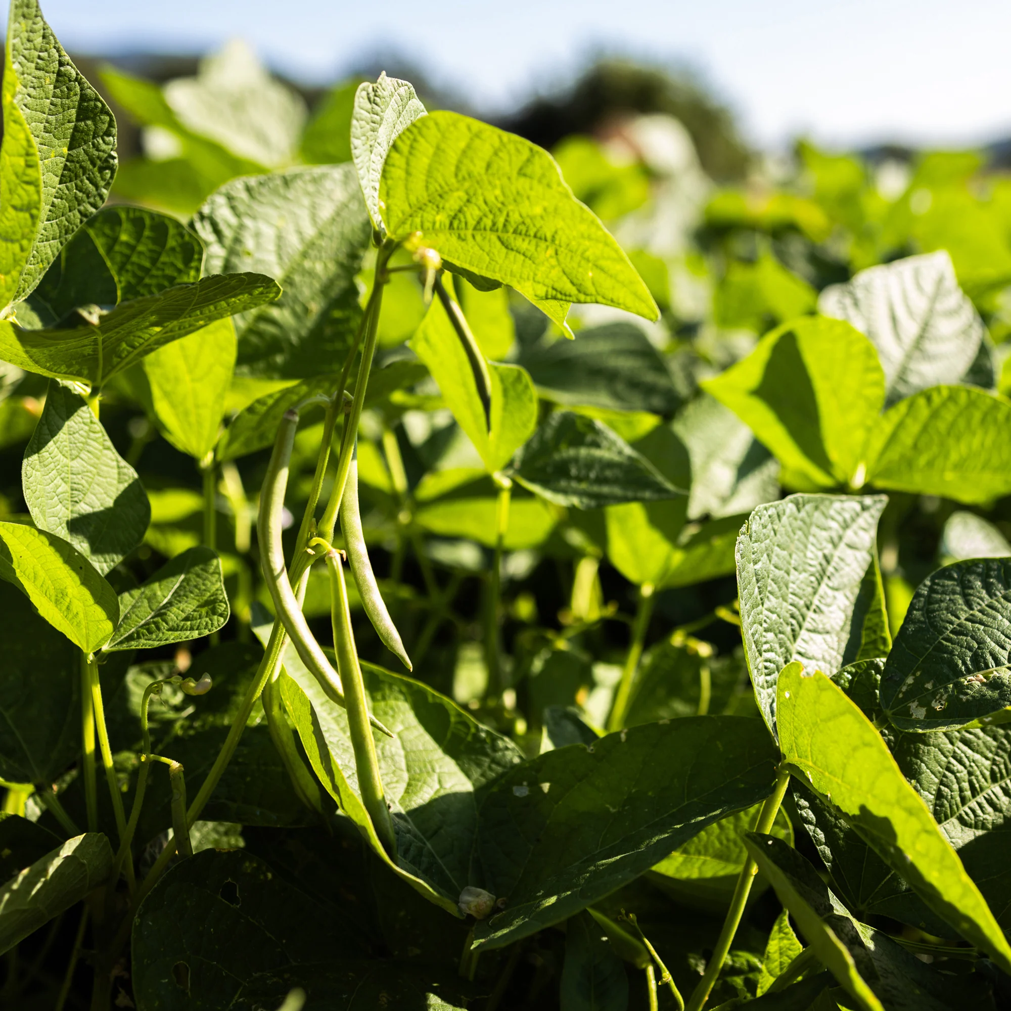 Organic Green Bean Seeds