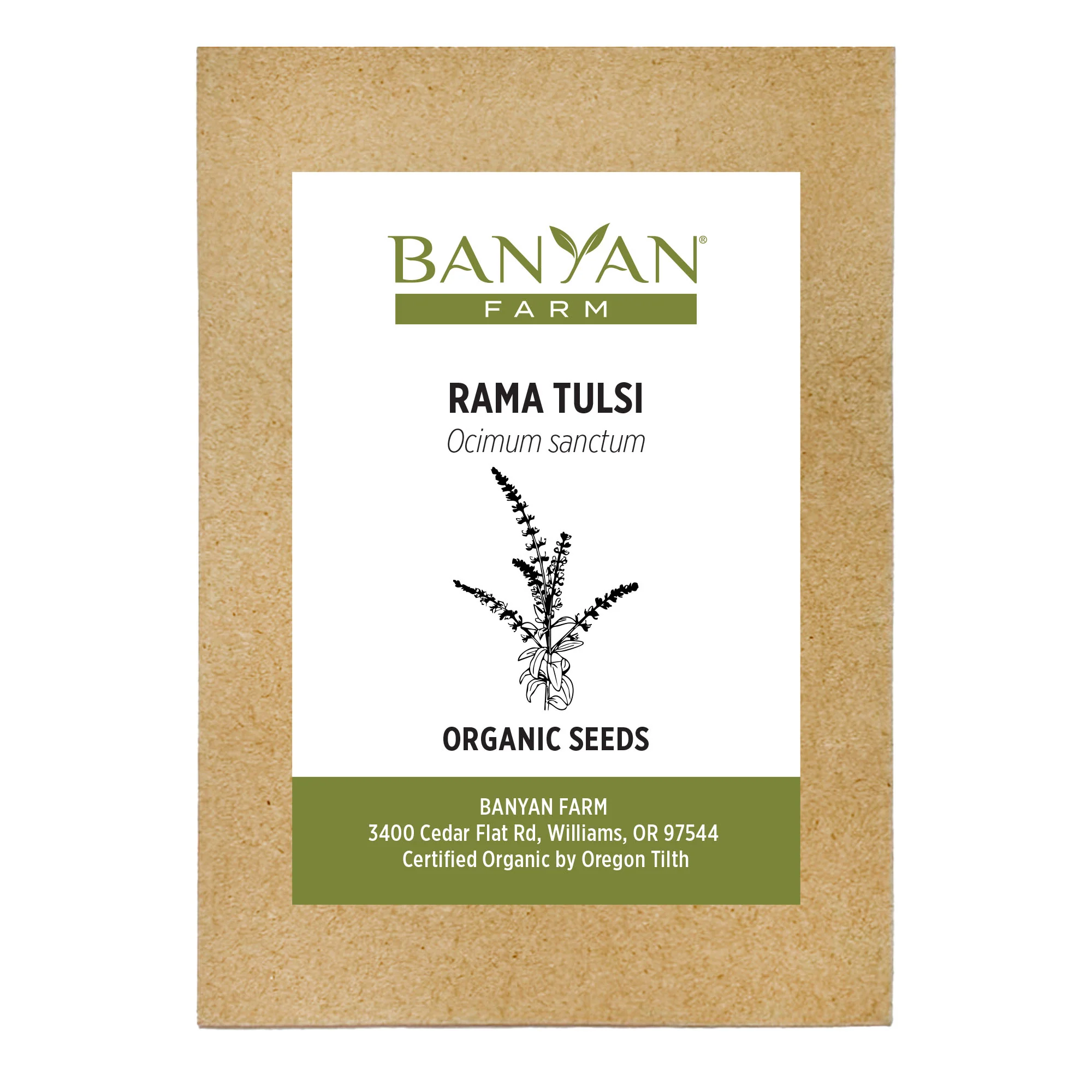 Organic Rama Tulsi Seeds - Image 2