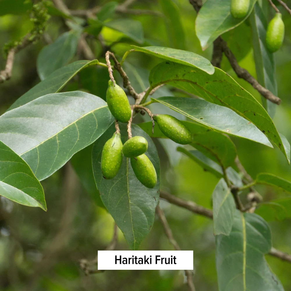 Triphala liquid extract - Image 6