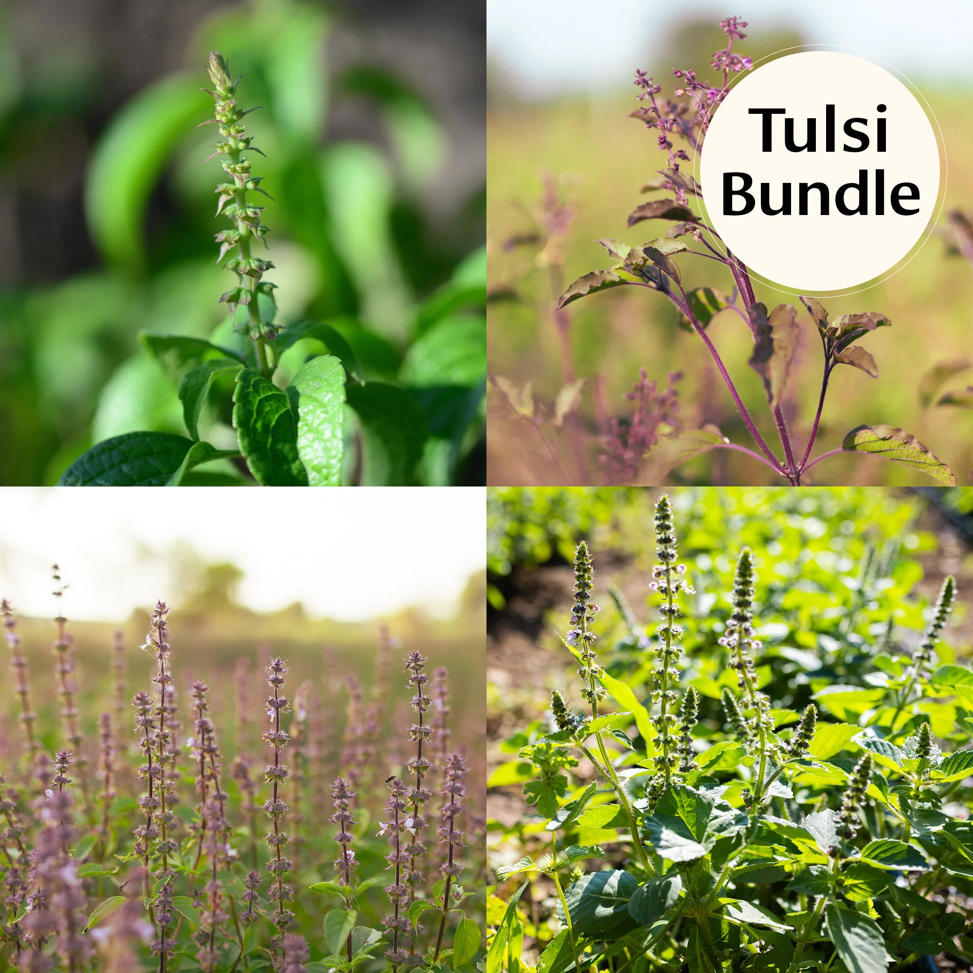Tulsi (Holy Basil) Seed Bundle