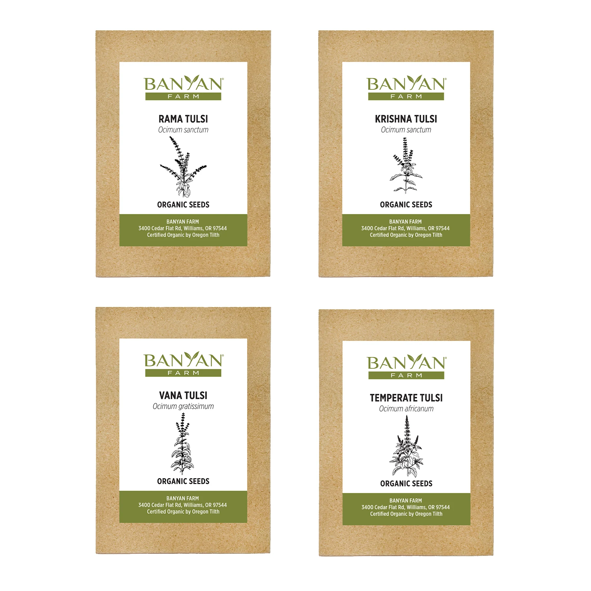 Tulsi (Holy Basil) Seed Bundle - Image 2